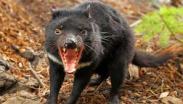tasmanian-devil
